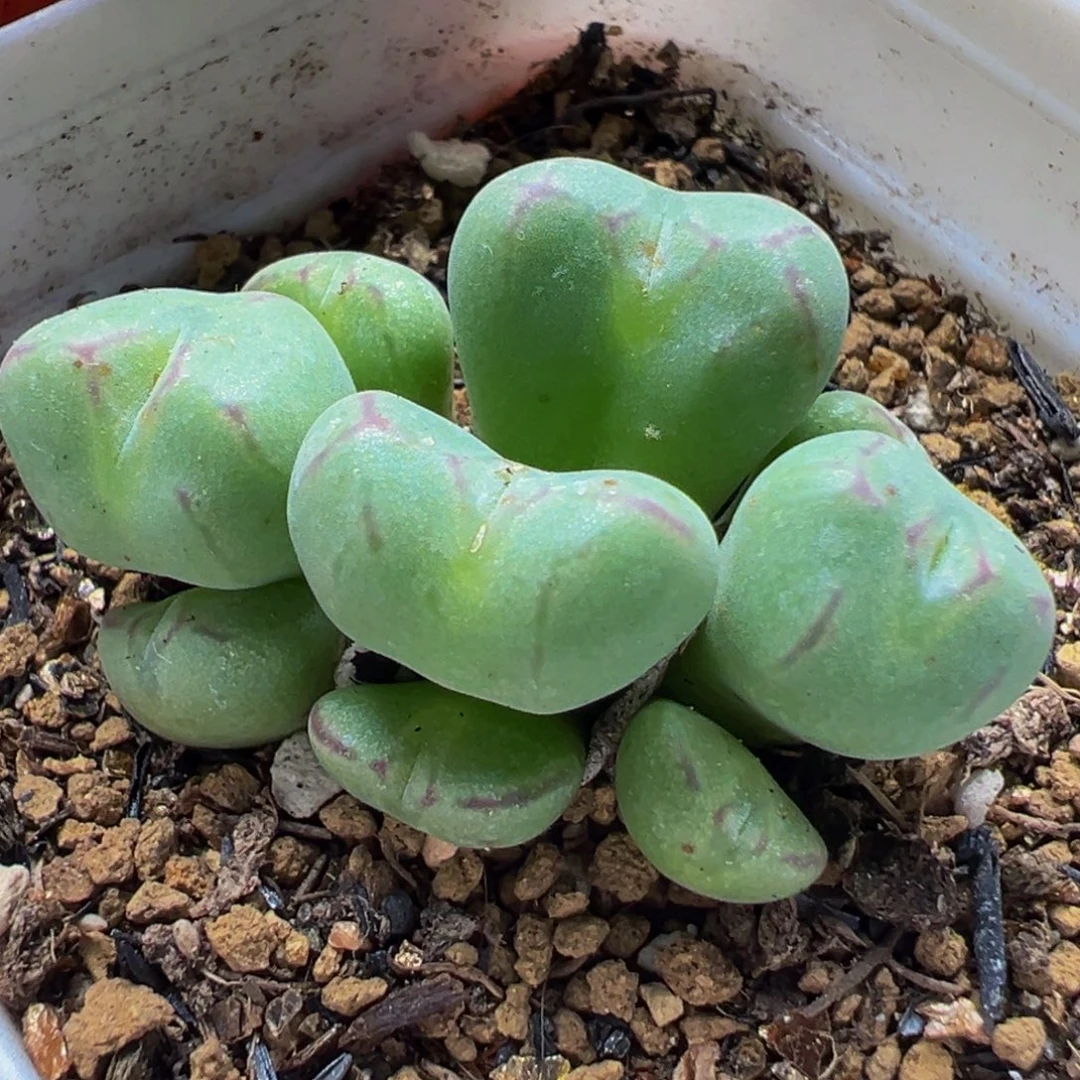 多肉植物带盆百科2