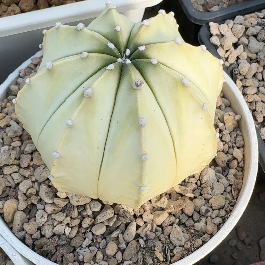 【闪购商品】鸾凤兜锦黄体实生哈哈哈