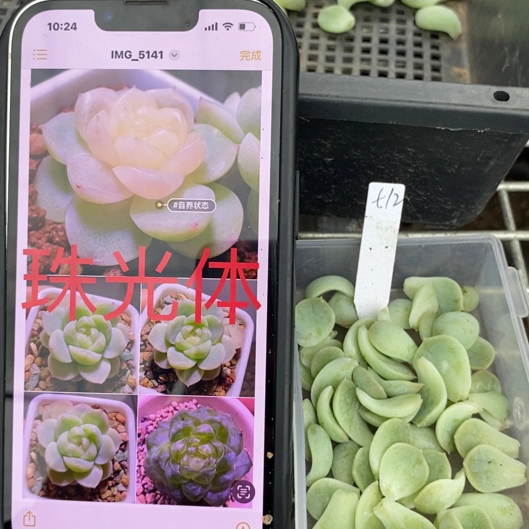 纯叶片小懒t12叶片一个