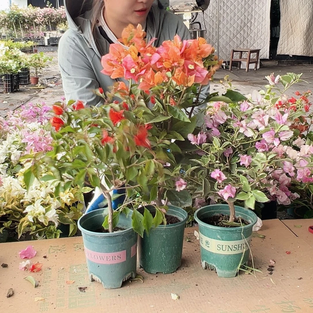 大部分花苞少量开放红桑巴，凤凰，花叶雪紫组合