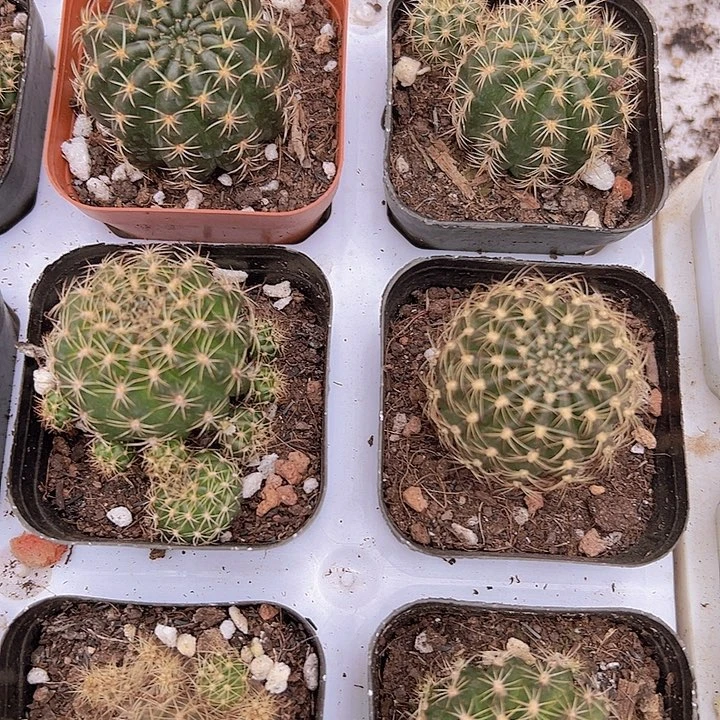 丽花仙人掌19包邮多肉