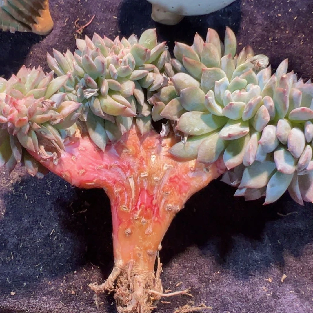 喵**?新年快乐啊98888888888生日