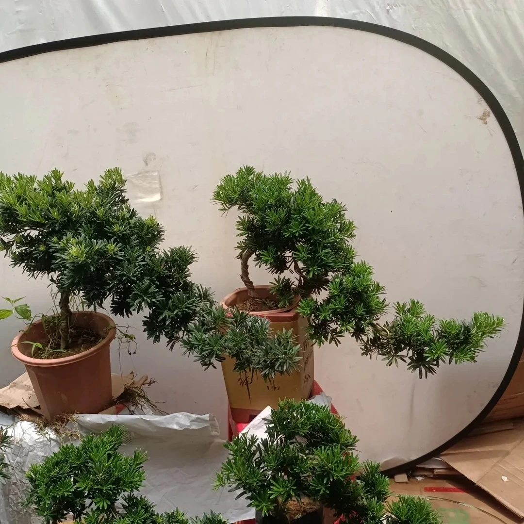 罗汉松直播间一物一拍