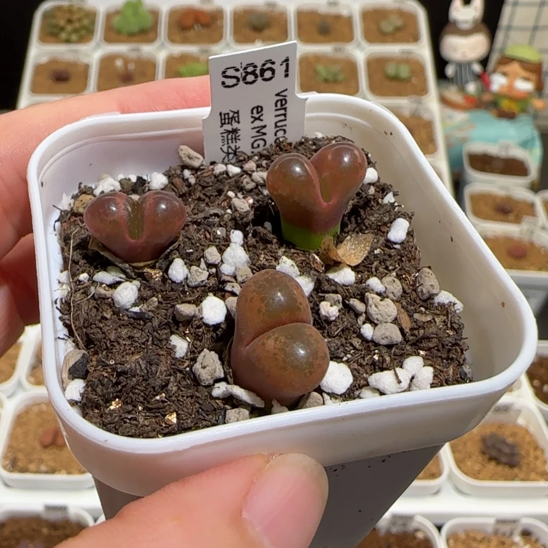 肉锥多肉植物组合-蛋糕一盆201