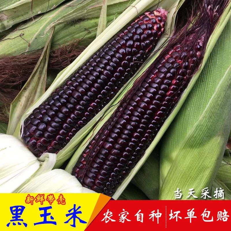 【现瓣现发】安康本地农家应季时蔬黑糯玉米香甜软糯带壳当季鲜时蔬