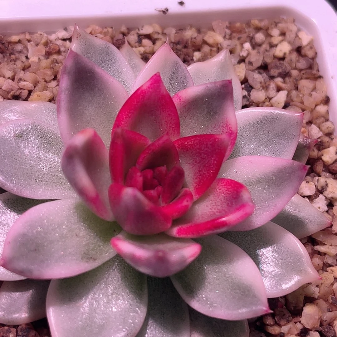 尚品园艺福利黑水晶锦