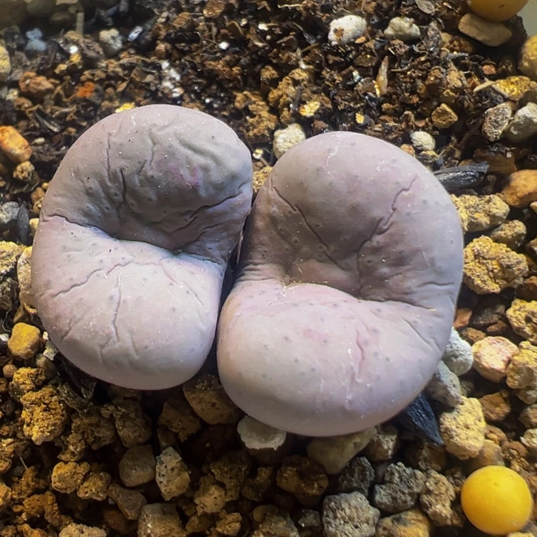 169多肉植物百科奶油嘴