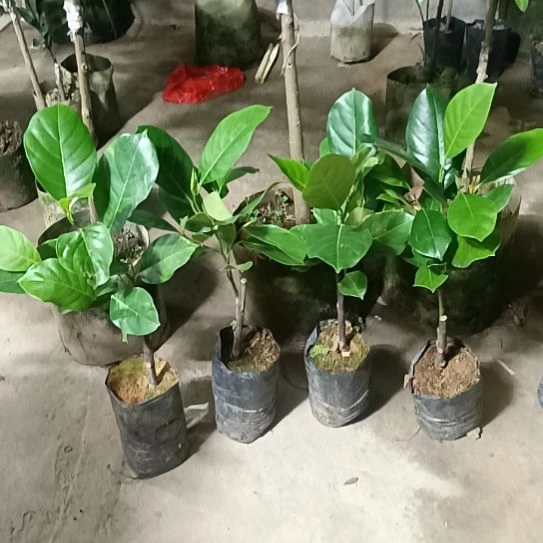 小黄金印尼红菠萝蜜一物一拍原盆原土发货