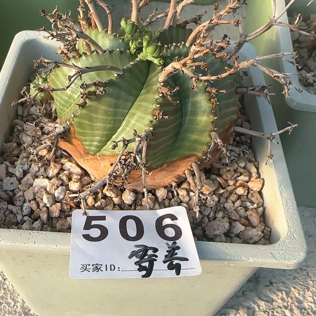 【闪购商品】S*y块根植物布纹球