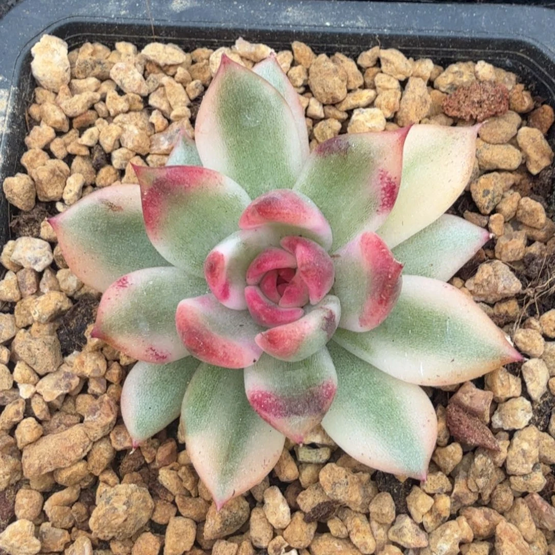 火焰山锦腹轮锦模特