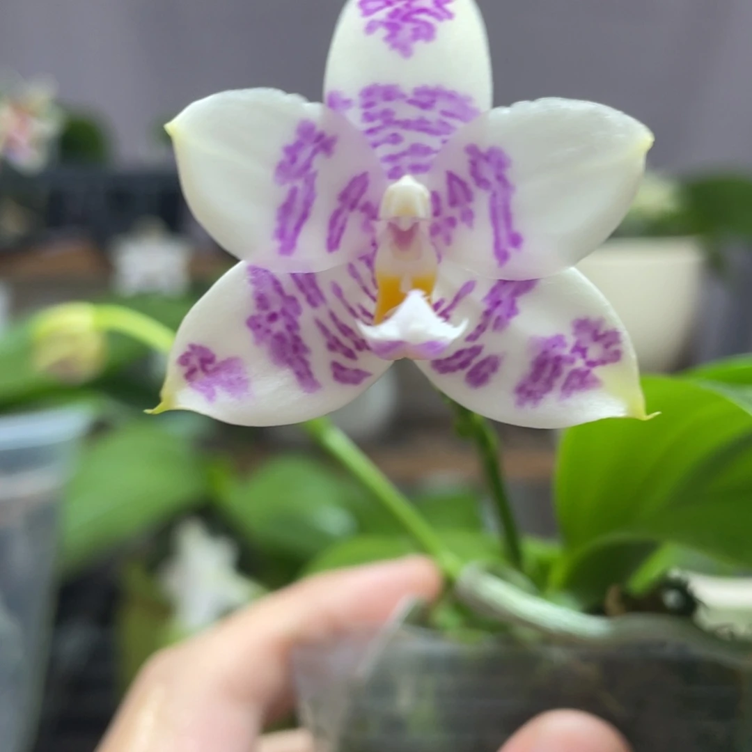 完全开放12叶瑕花期不保