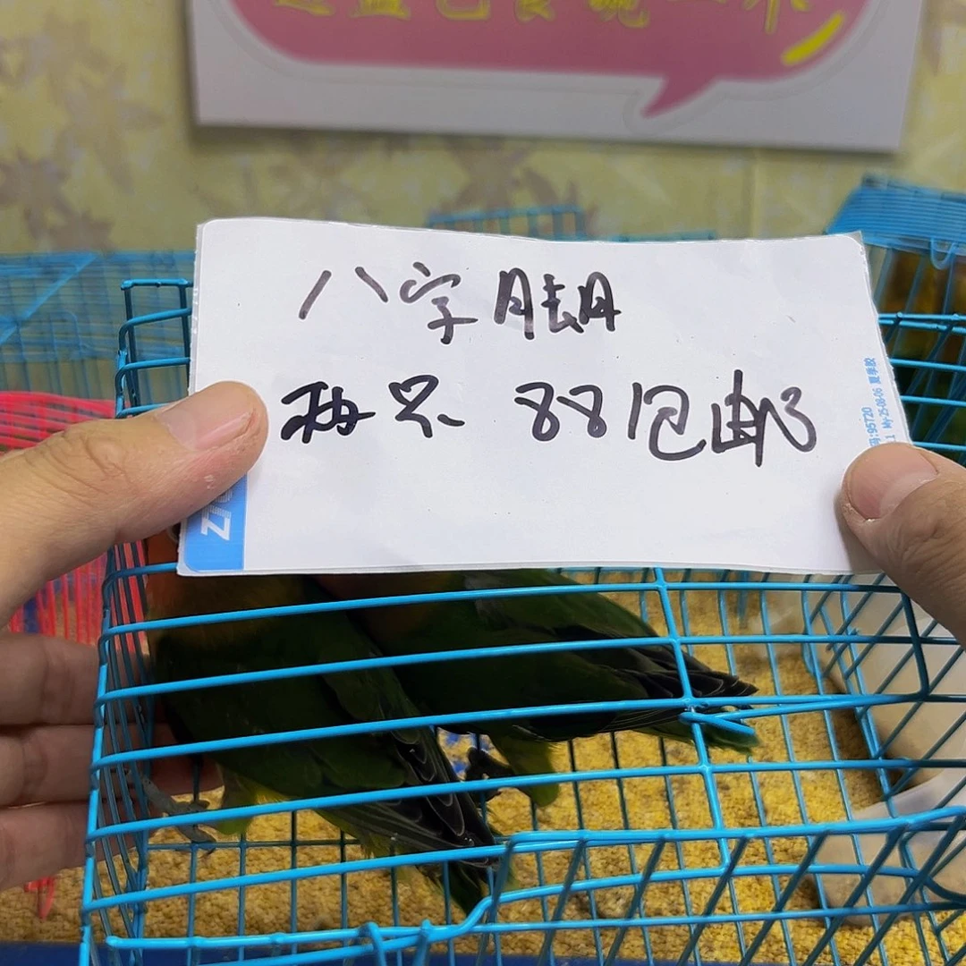 桃脸牡丹鹦鹉八字脚牡丹两只88