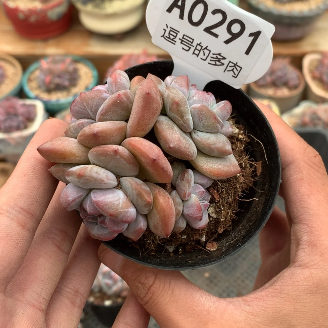 A0291 特价突尼斯 有砍 7.5cm