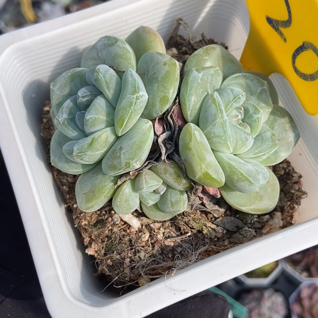 620冰玉多肉植物多肉