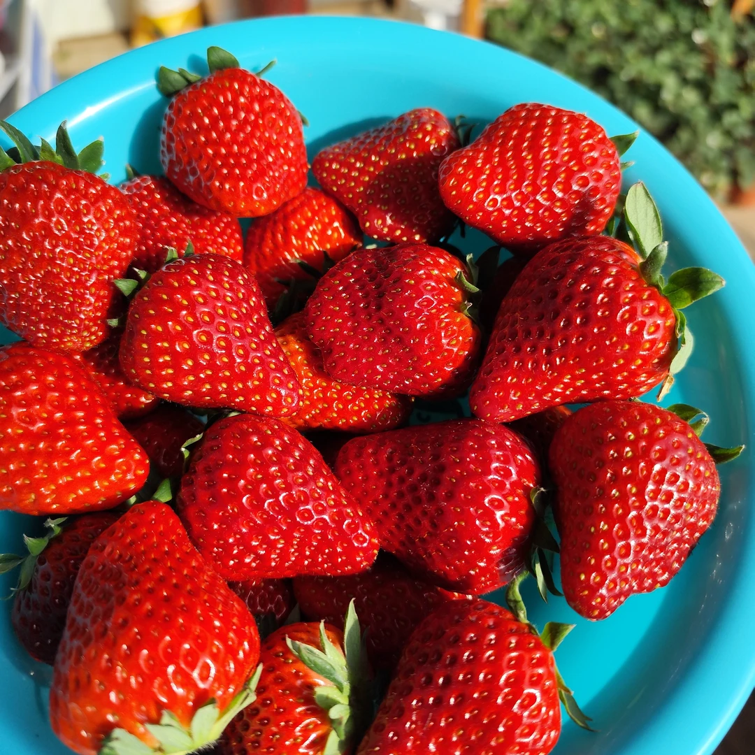 【辽宁省级示范东鹏家庭农场】无公害九九草莓(大果2.8斤净重）【孕妇小朋友专属】99草莓辽宁省