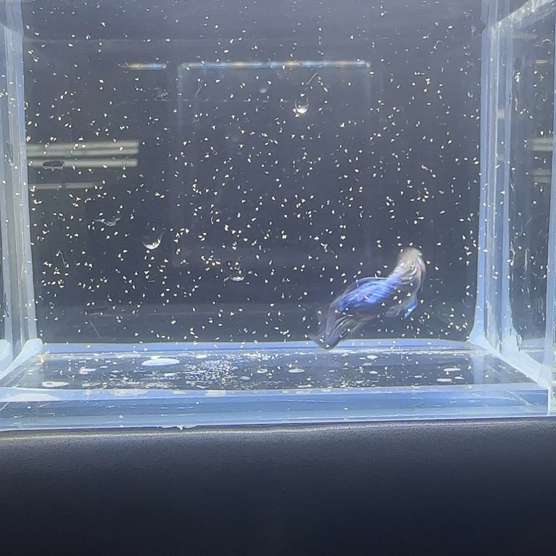 海水鱼关注主播可以下单