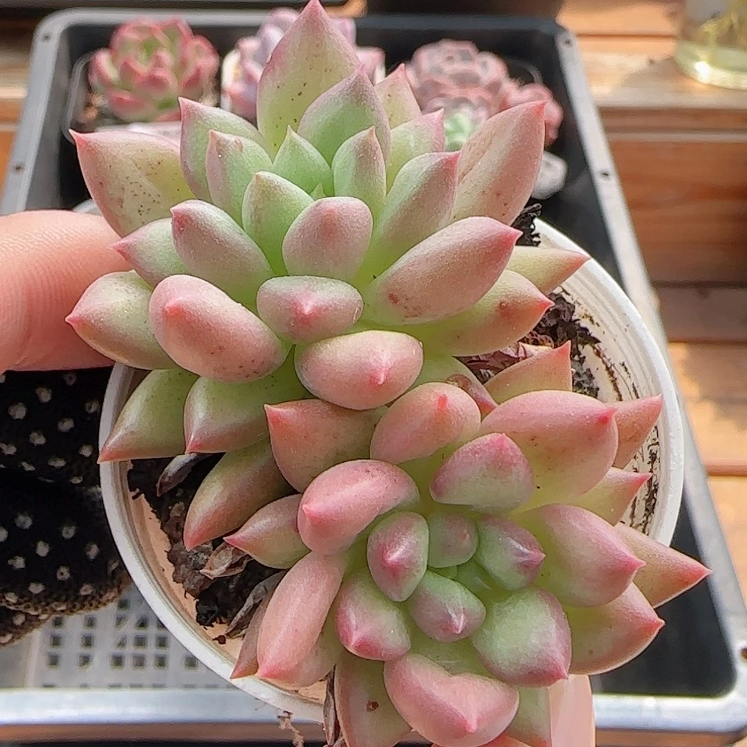 多肉0921--229所罗门