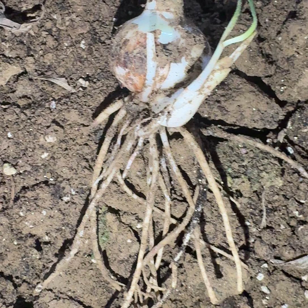 双月4.5厘米带侧裸根一棵