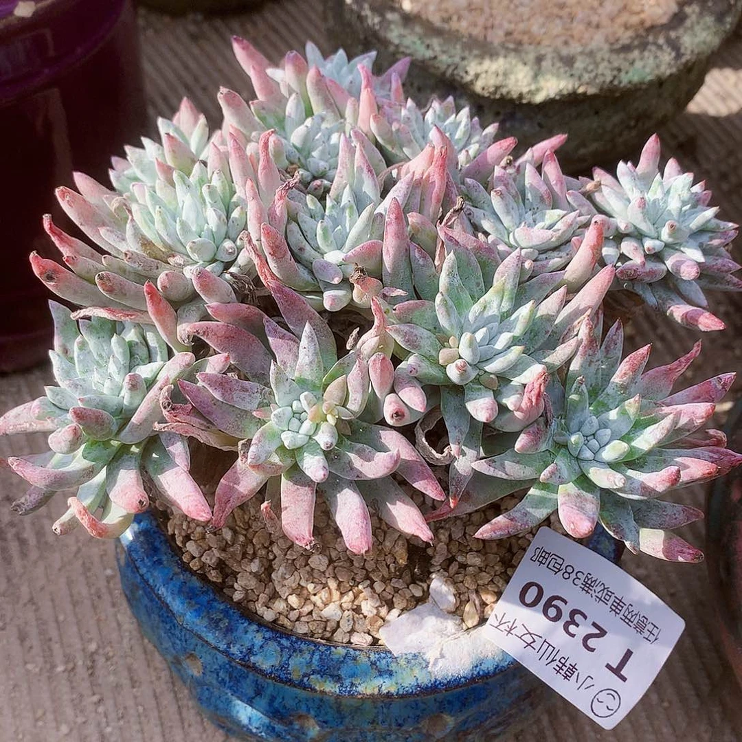 2390雪花仙女杯多肉