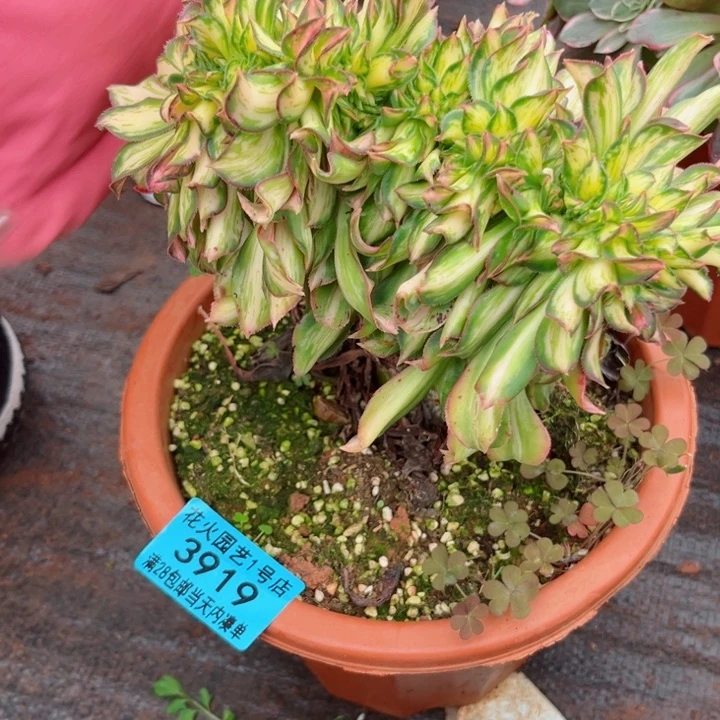 黄中斑缀3919多肉植物
