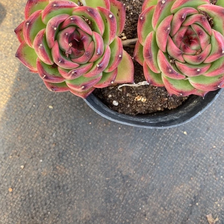 依***芸精品多肉植物0839