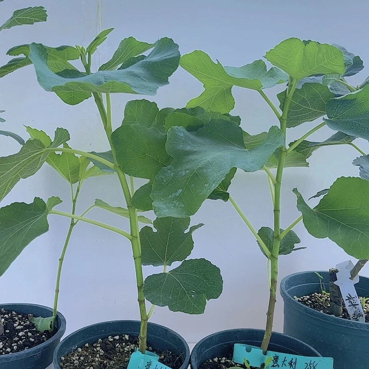 无花朵意大利258原盆土发货一物一拍