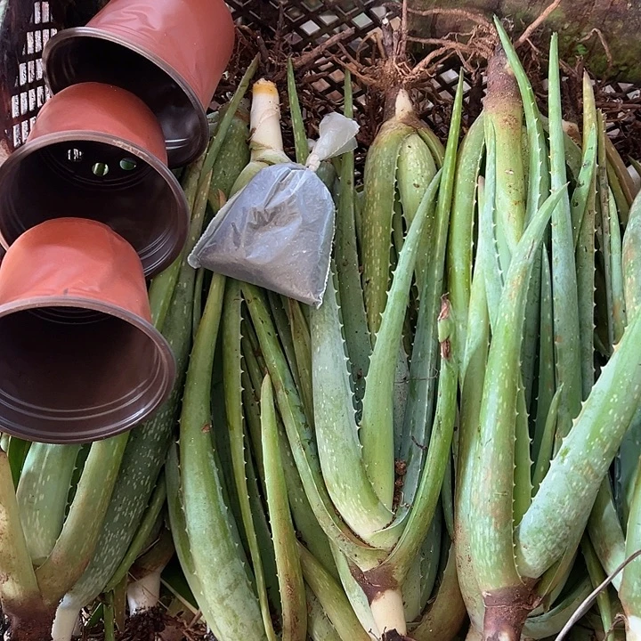 无花朵3颗小苗，3个小盆，一袋肥料