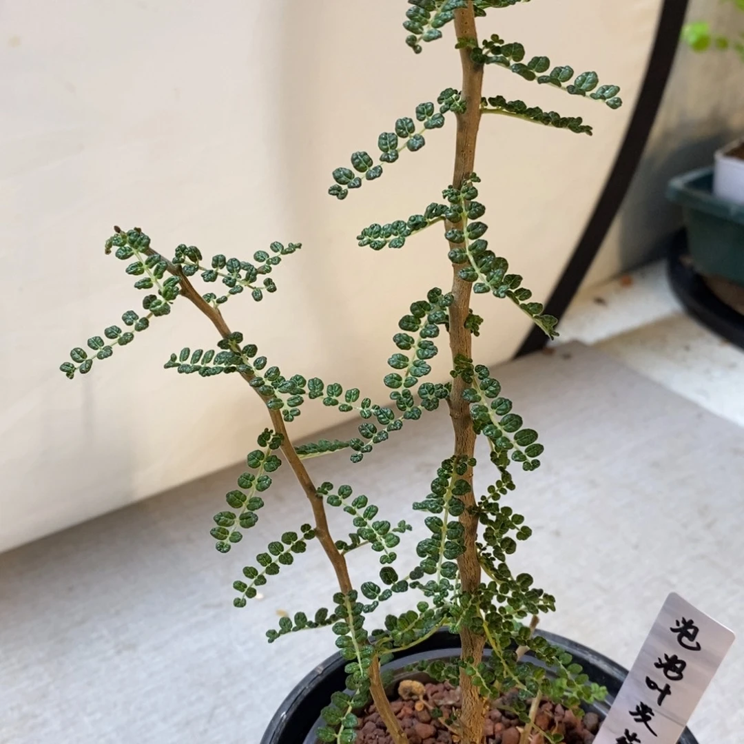 泡泡叶没药带盆发货
