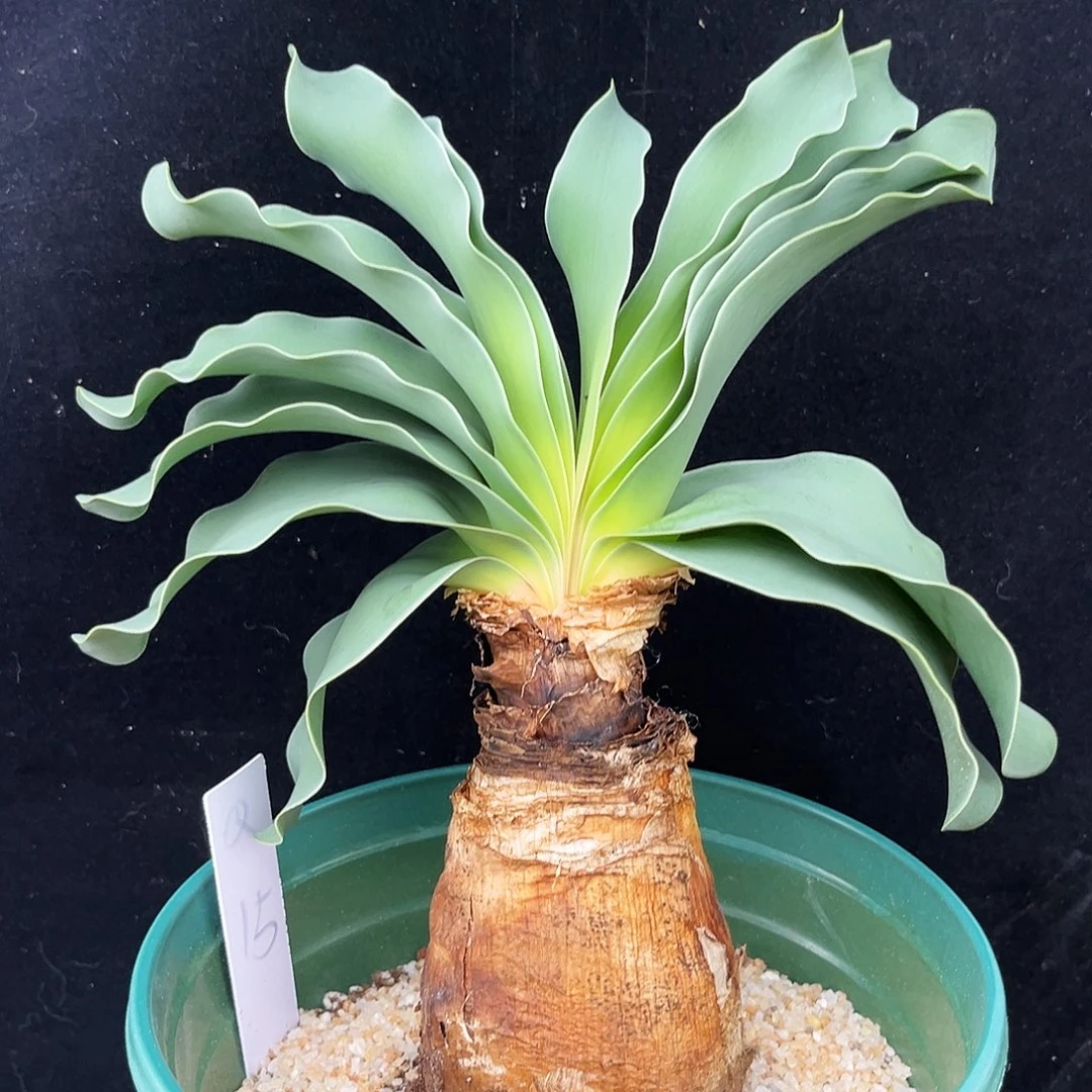潮流植物巨凤之卵，Q15