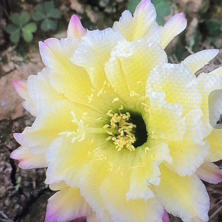 杜兰戈侧芽5公分毛花柱