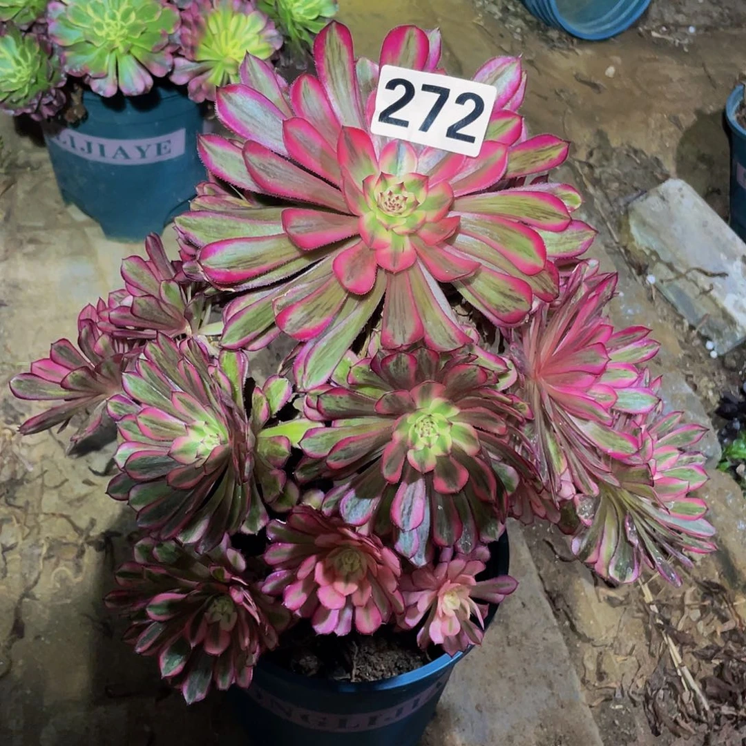 多肉法师272号白月光发货不包损