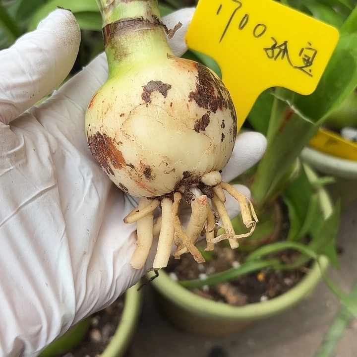 无花朵朱顶红孤宝1700主球5.5左右球丑介意勿拍