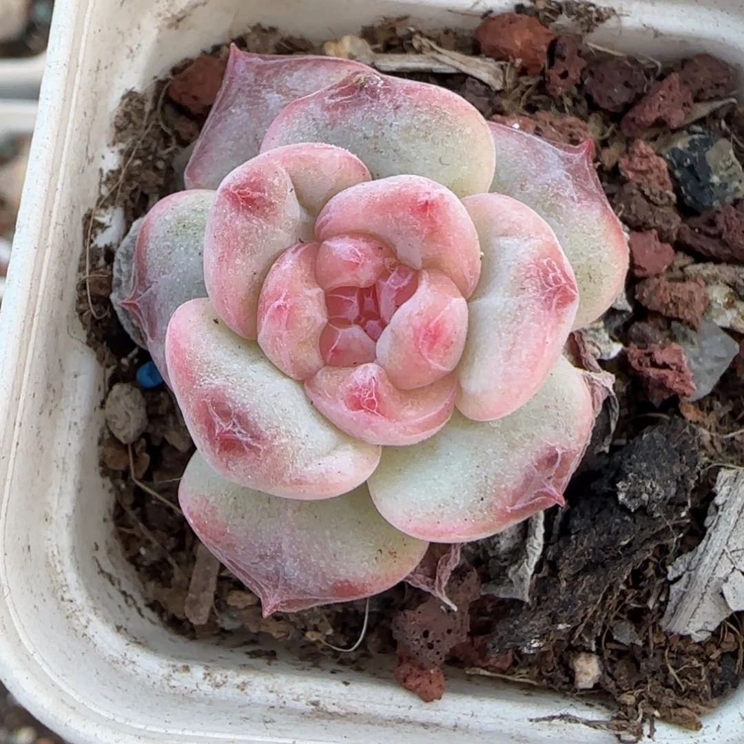 小卡拉米糖心一物一拍