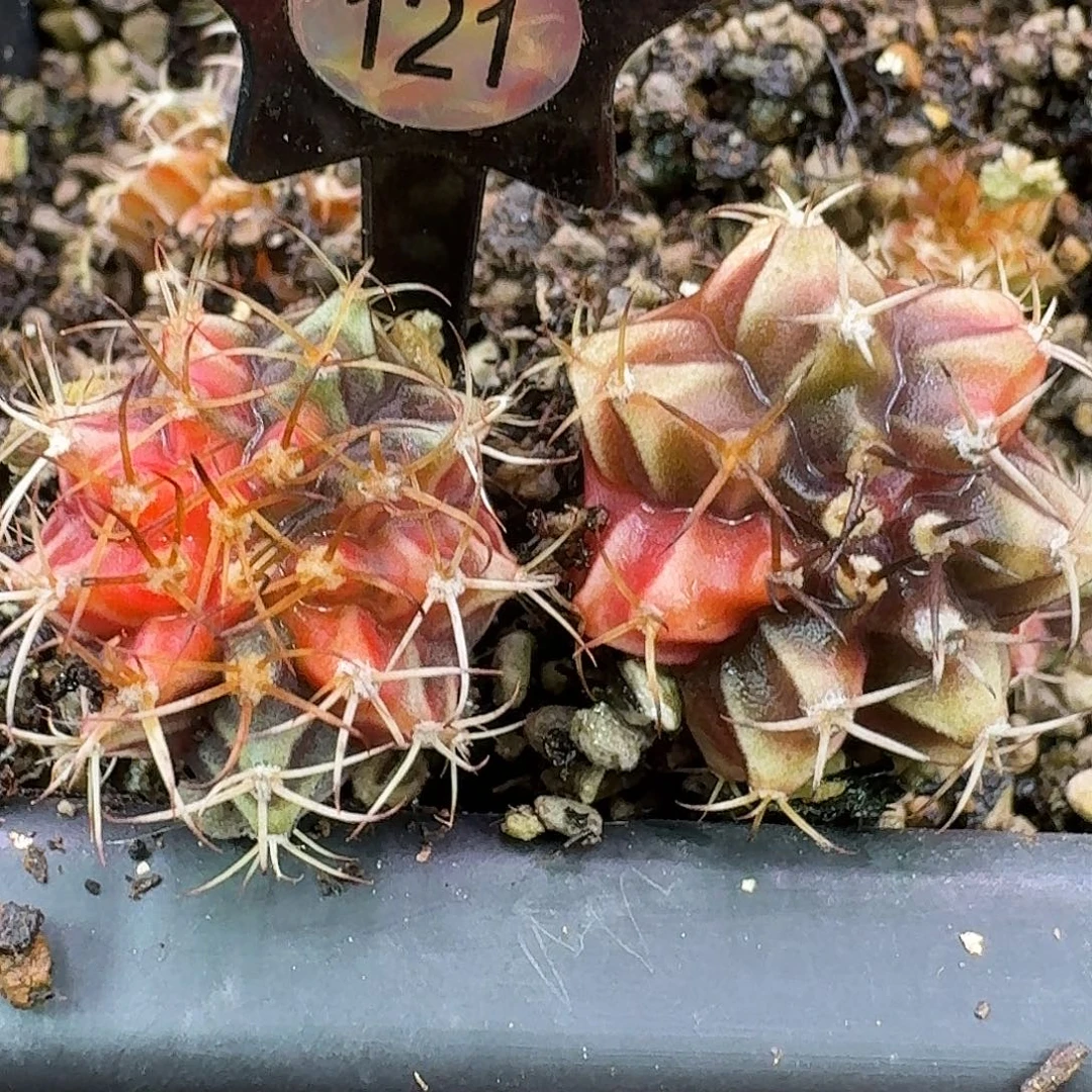 菩***提米哈实生自然锦121