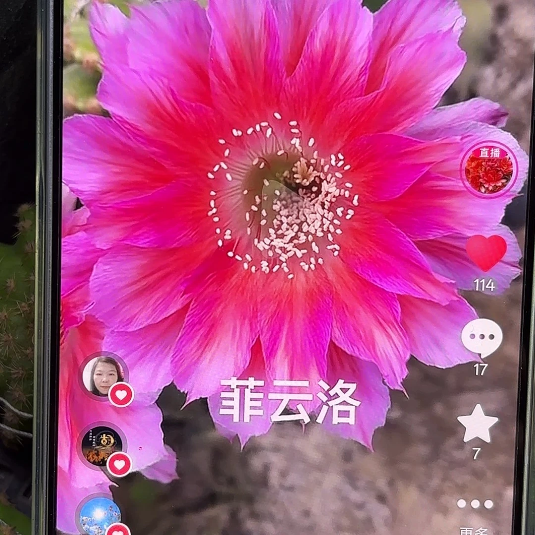 菲云洛丽花侧牙20包邮37