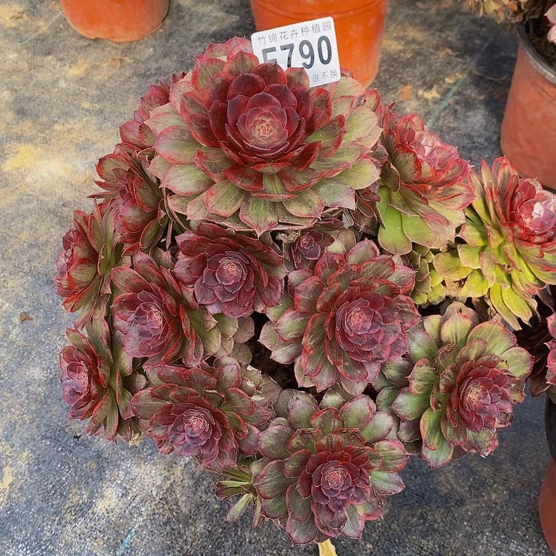 F*莲790红丝绒老桩一棵