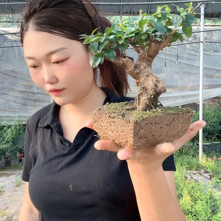 开***c无花朵哈哈根本不给哥哥