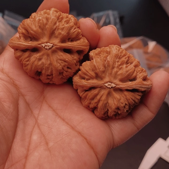 核桃大粗筋44尺核桃