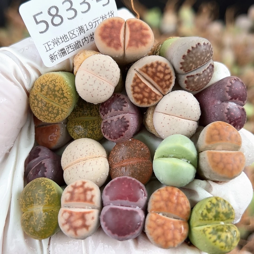 5833 好养易活生石花大母本20个