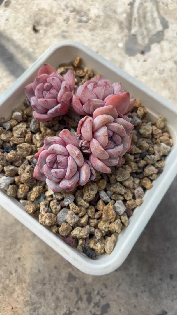 陈陈星影多肉专拍