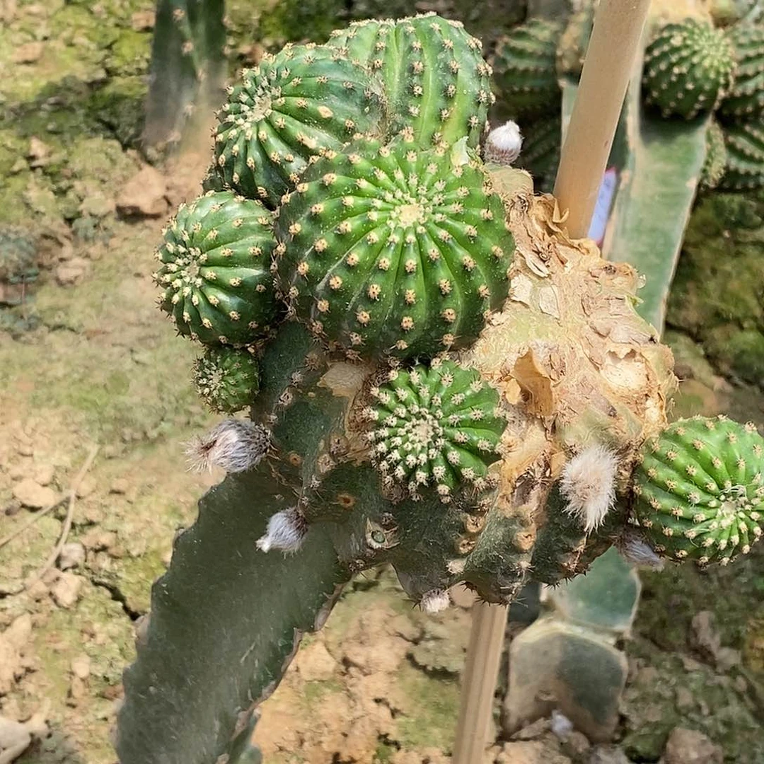 浅***藏黄花黑喉脱土拖盆 20包邮无根