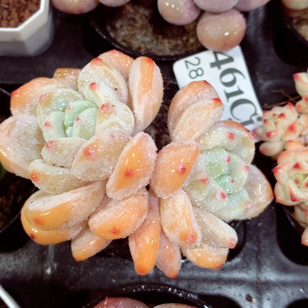 5厘米盆精控多肉461