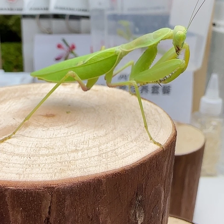 蟋蟀非洲宽腹巨成体公母一对 单虫