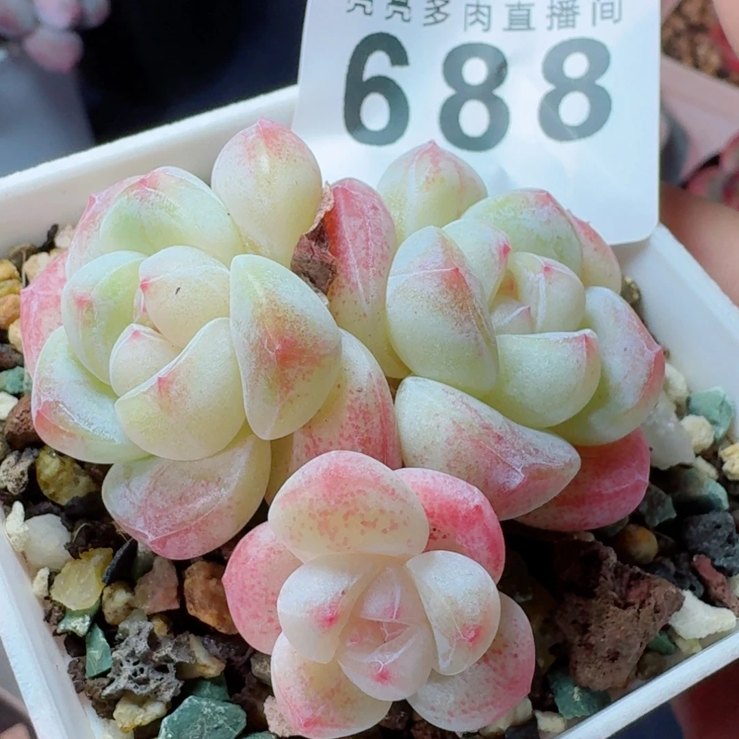 冰玉模特           精美多肉