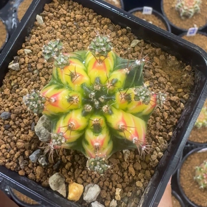 福利花田侧芽锦哈