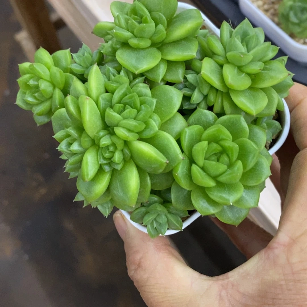 精品多肉一物一拍不包整37
