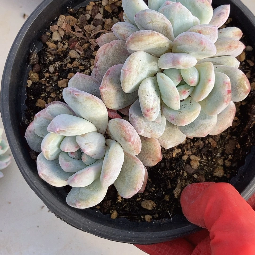 97 一物一拍不退不换