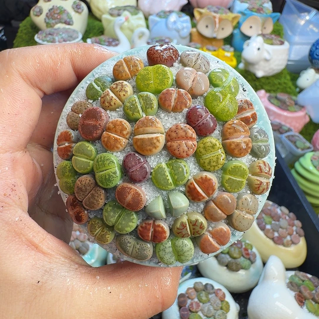 多肉葡萄的味道真的1264