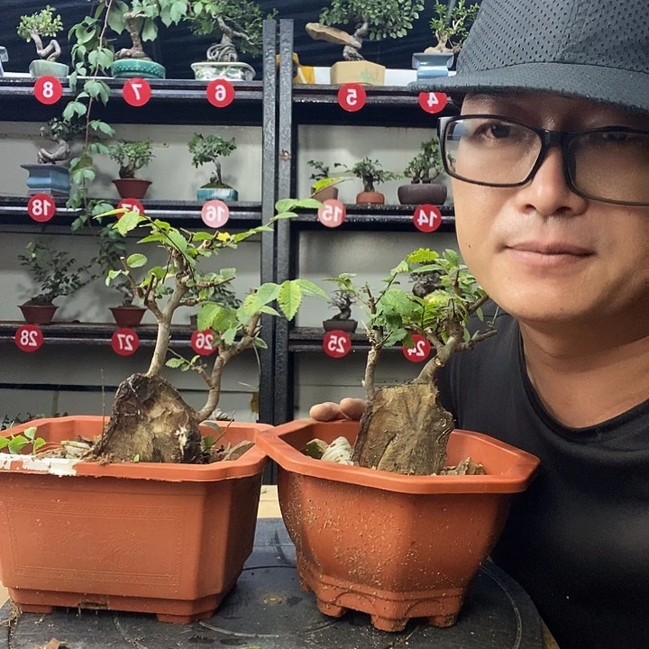 刘***，无花朵小叶榔榆俩