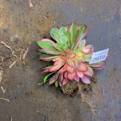 黑魔锦多肉植物2616